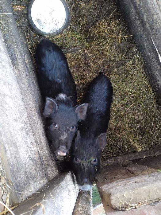 Продам в'єтнамських поросят