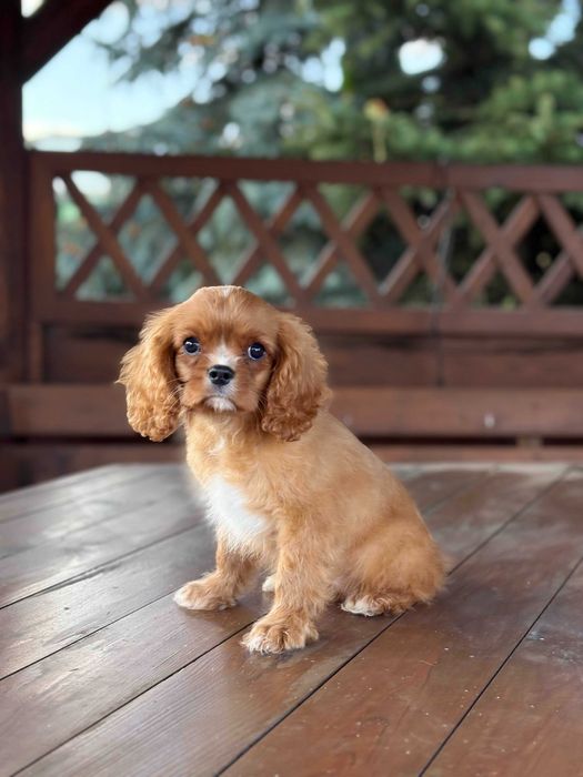 Cavalier king charles spaniel chłopiec