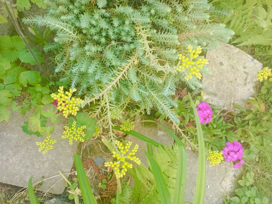 очиток скальний почвопокровний, седум