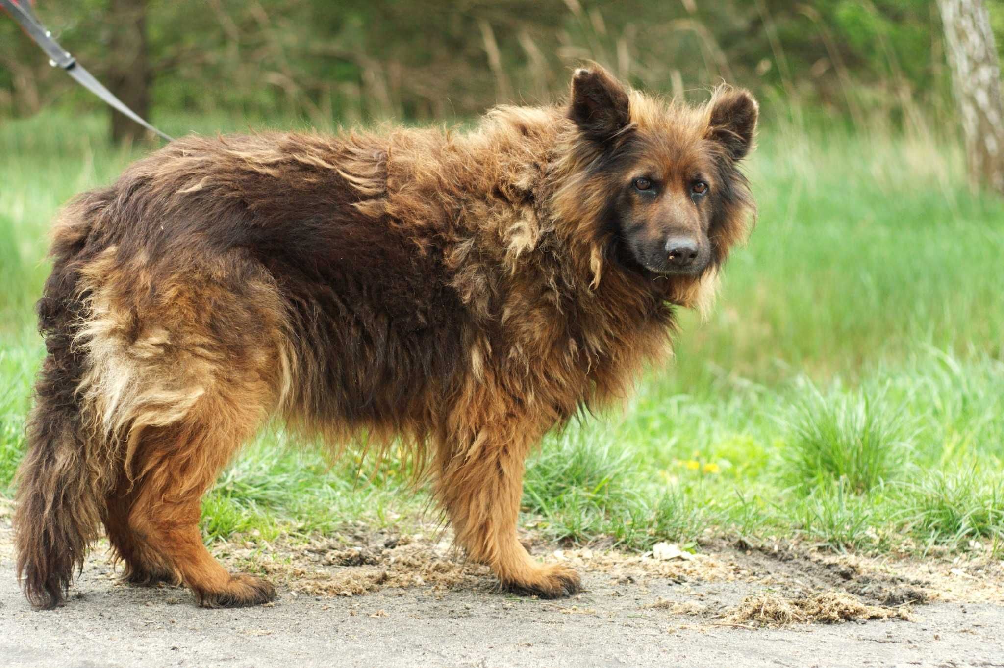 Szaman - piękny, niezwykle umaszczony pies w typie owczarka