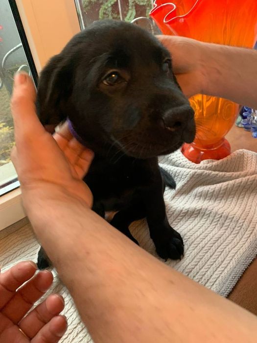 Щенки лабрадора ретривера черные