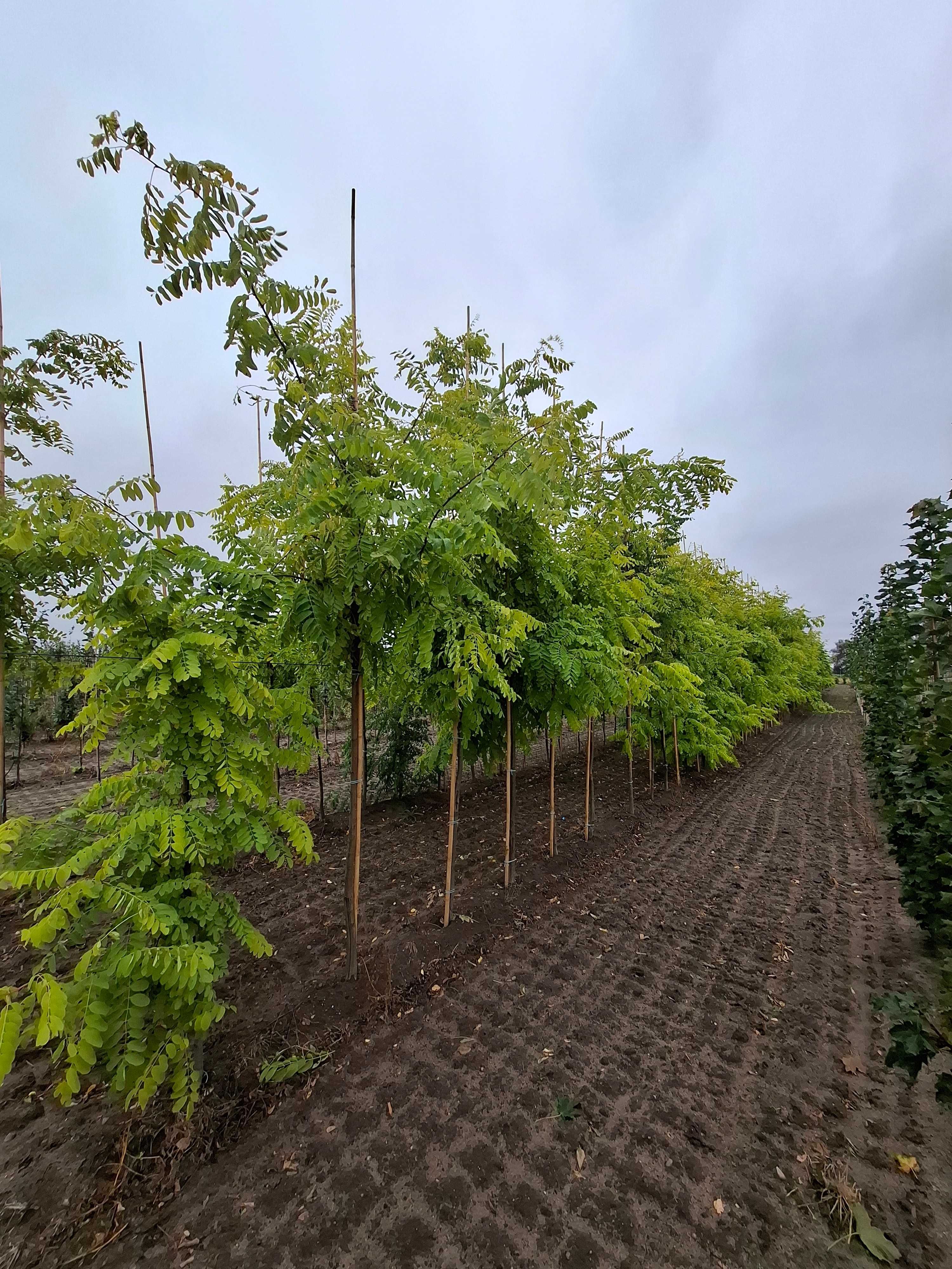 robinia akacjowa 'Frisia', Robinia pseudoacacia 'Frisia'