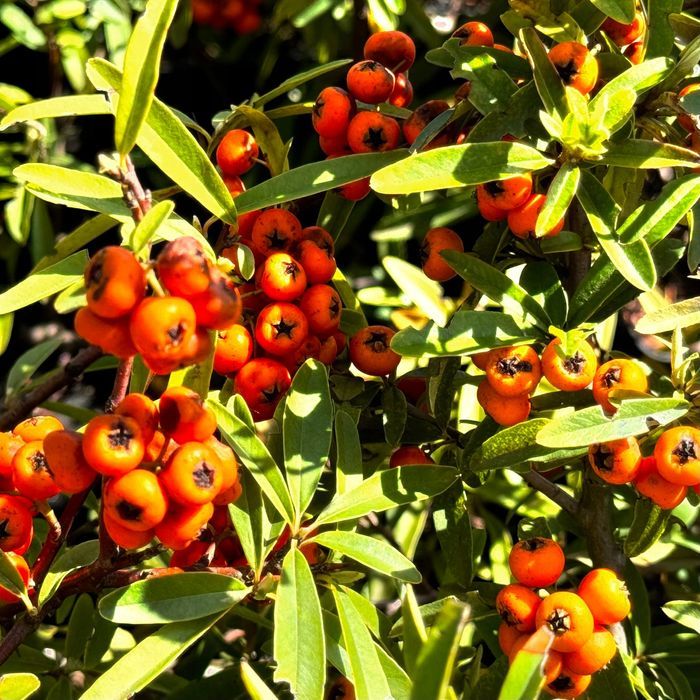 Ognik szkarłatny 'Navajo' (Pyracantha coccinea) Pomarańczowy 2.0L