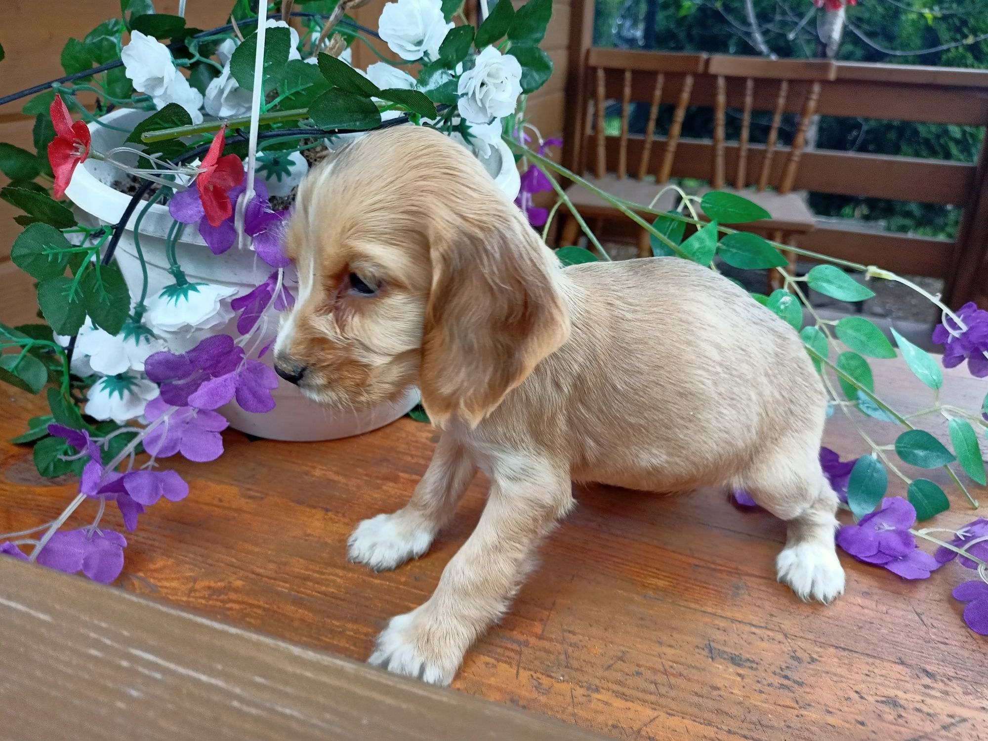 Cocker spaniel angielski sunia