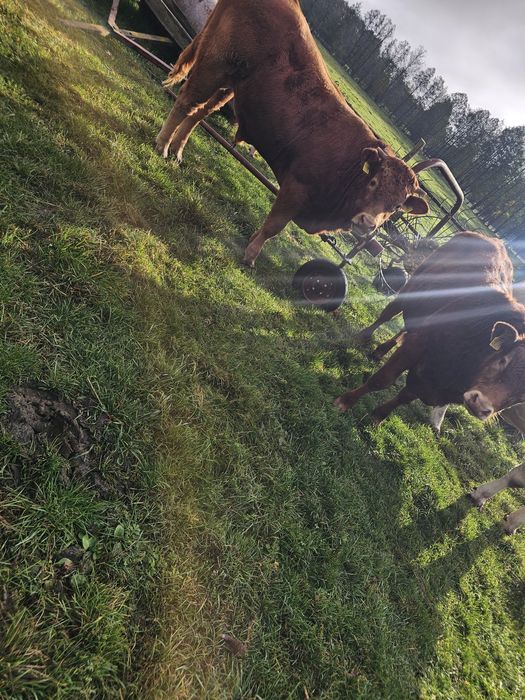 Sprzedam 12 byczkow 11  jałowek odsadkow