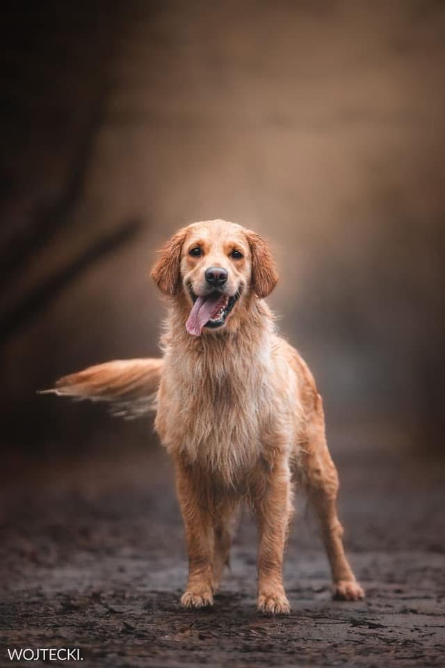 Golden Retriever zkwp