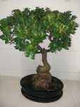 Bonsai 20 anos (120cm altura)