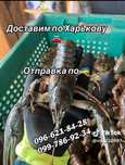 Продам Живых и вареных Раков