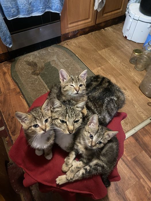 Продам трьох двомісячних породистих котинят