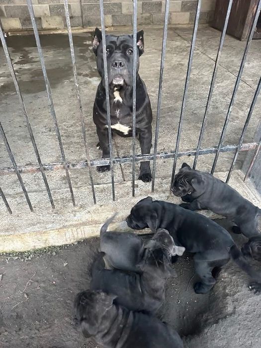 Щенята Кане Корсо