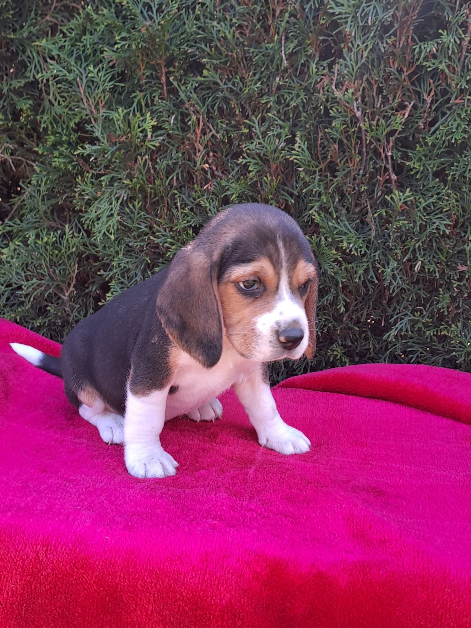 Szczeniak beagle.