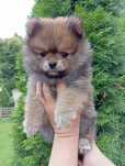 Szpic miniaturowy pomeranian (piesek)
