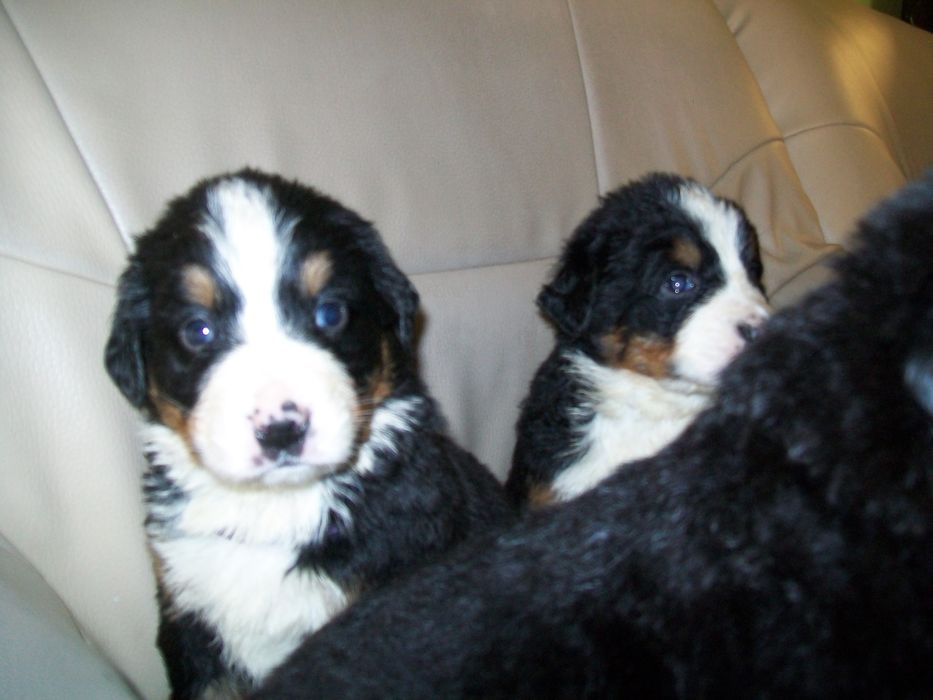 berneński pies pasterski