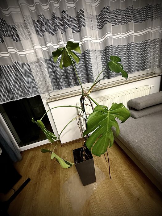 Monstera Dziurawa