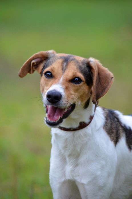 Urocza, młodziutka i wesoła Astra szuka domu!