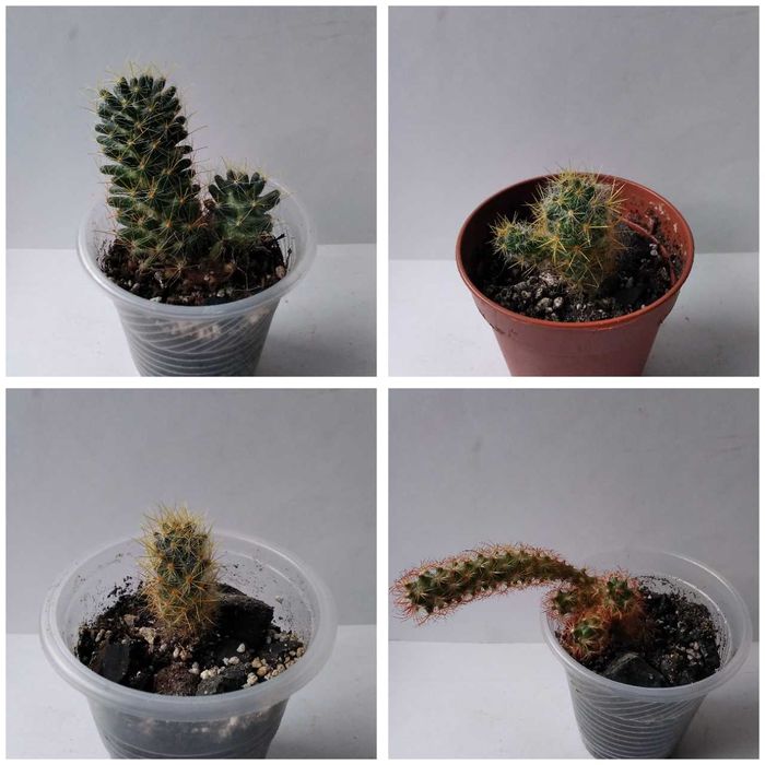 Маммиллярия разные виды