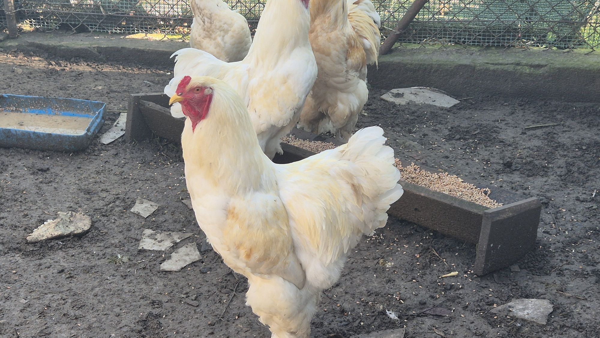 Sprzedam koguty brahma Lemon