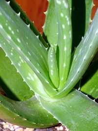Aloes - roślina+używana doniczka wraz z podstawką