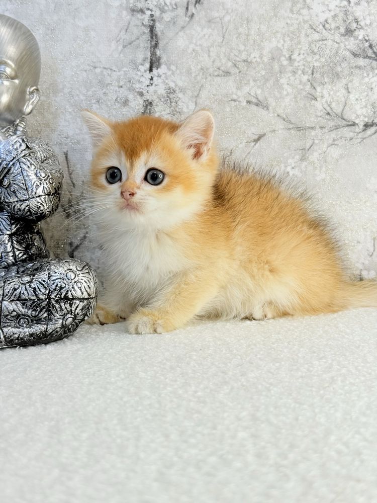 Femea  british golden chinchila shorthair