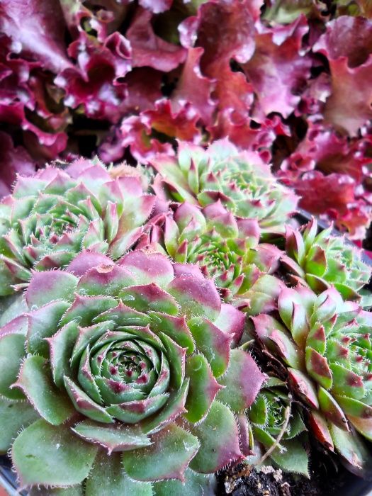 Suculentas . Sempervivum