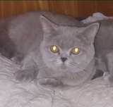 Кошечка Скоттиш страйт!