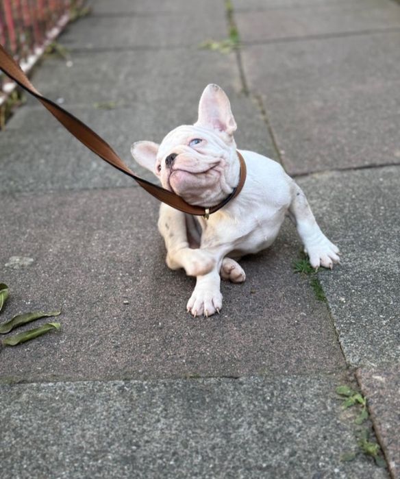 Buldog Francuski Suczka