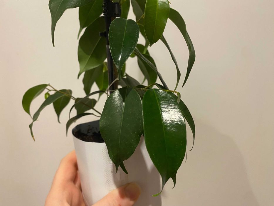 Fikus (Ficus) Benjamina — Daniel