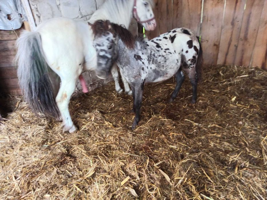 Sprzedam kucyki kolorowe