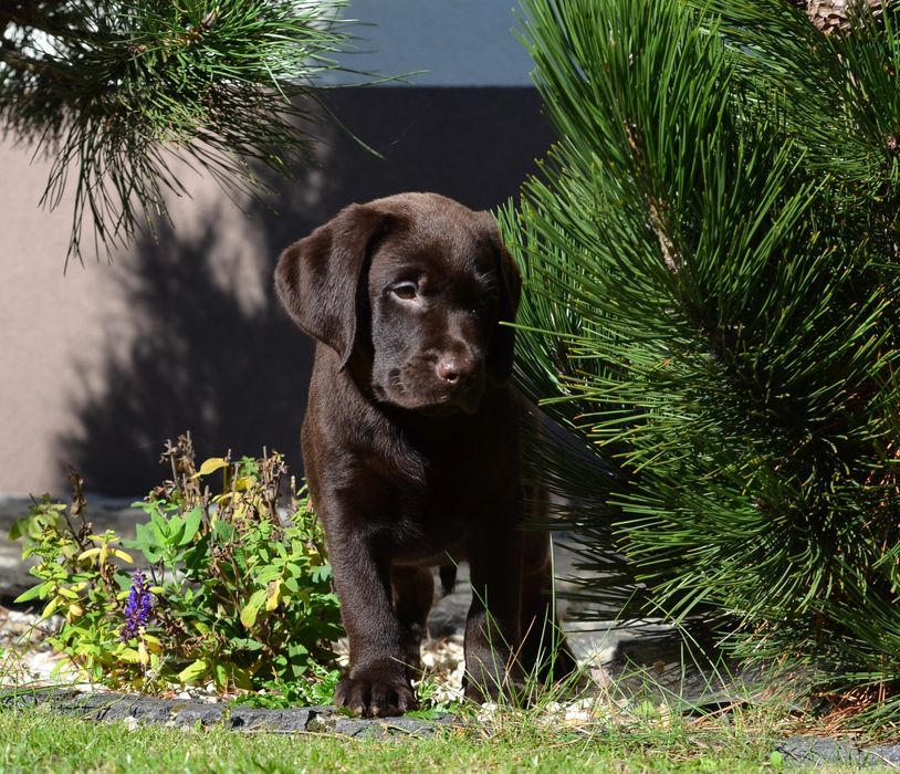Szczenię Labrador retriever