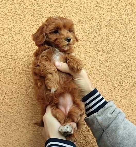 Очаровательная девочка мальтипу.