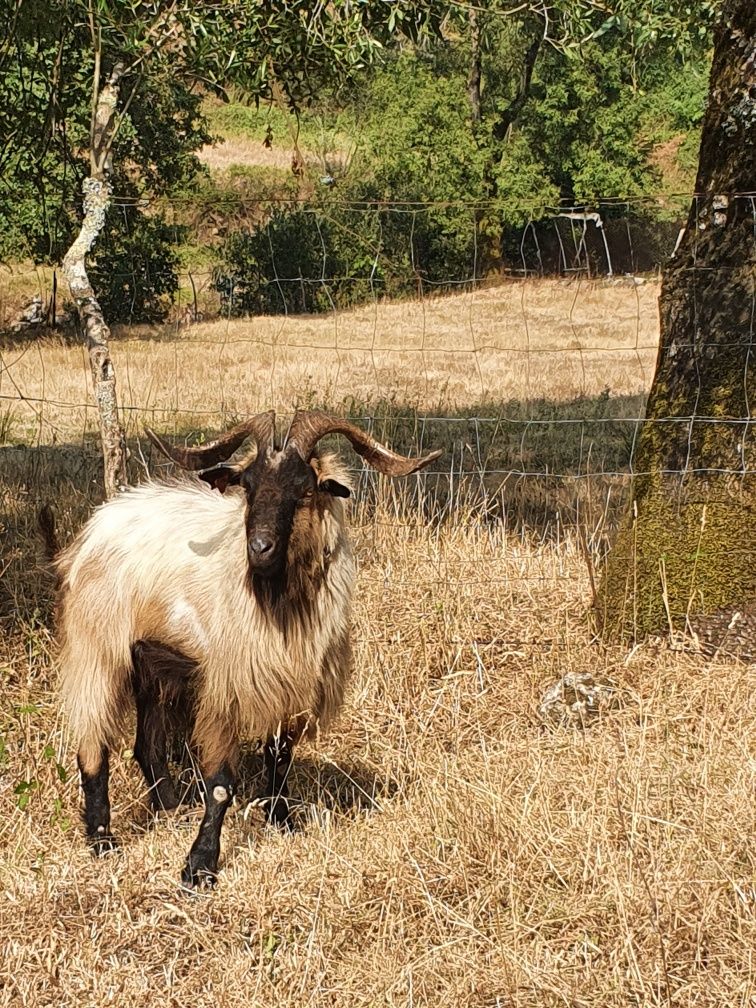 2 cabras e um chibo
