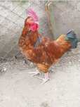Sprzedam 2 koguty