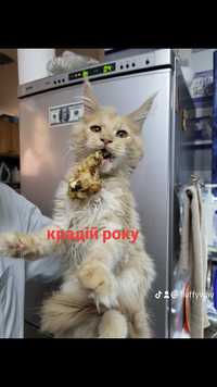 Мейн кун кошенята