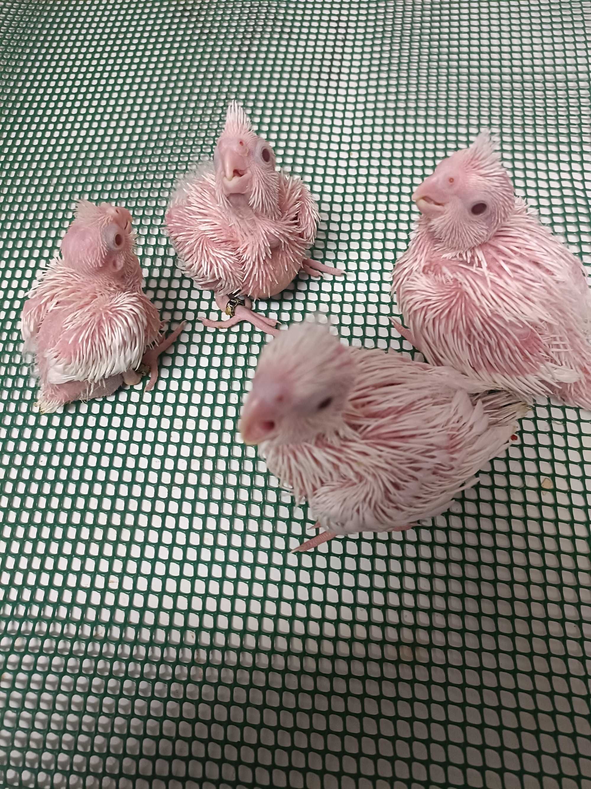 Caturras albinas para criar a mão.