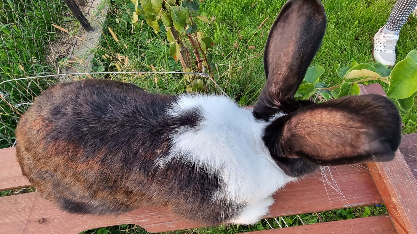 Sprzedam młode, 9- miesięczne samice, waga 6 kg!
