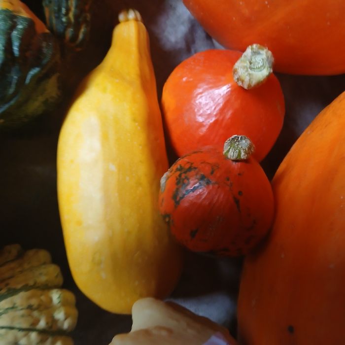 Dynia - różne odmiany