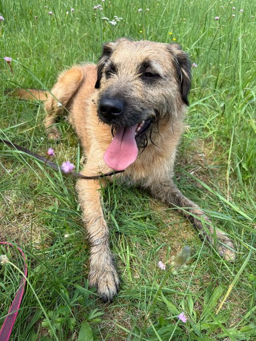 Szorściak Bono poleca się do adopcji!