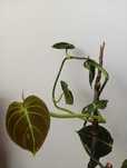 Philodendron Melanochrysum – 150 cm – wyjątkowa roślina kolekcjonerska