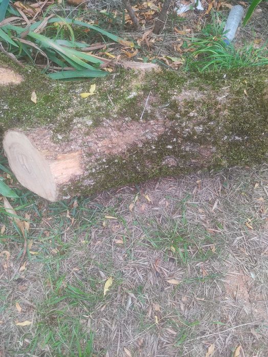 Oliveiras para lenha em local com bons acessos