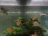 Oranda Tricolor i 2 kolorowe