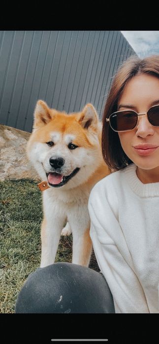 Акіта Іну, вязка