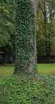 Bluszcz hedera helix sadzonka 90-110 cm