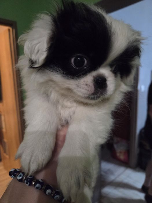 Pekińczyk szczeniak