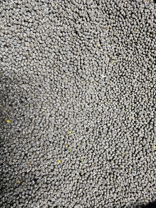 Łubin Gorzki Tegoroczny