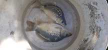 karp królewski ( kroczek)