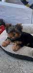 Yorkshire terrier sunia stalowo złota