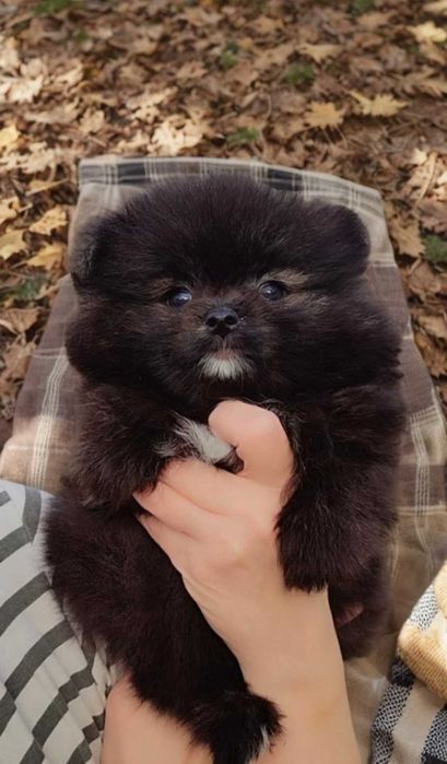 Померанксий мишка.