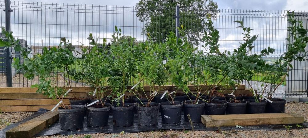 Duże sadzonki borówki amerykańskie Chandler Duke