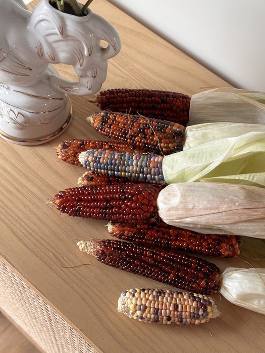 Кукурудза бордова. Декоративна кукурудза. Кукурудза для декору
