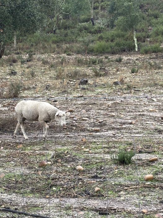Lote de 7 ovelhas cheias e um carneiro